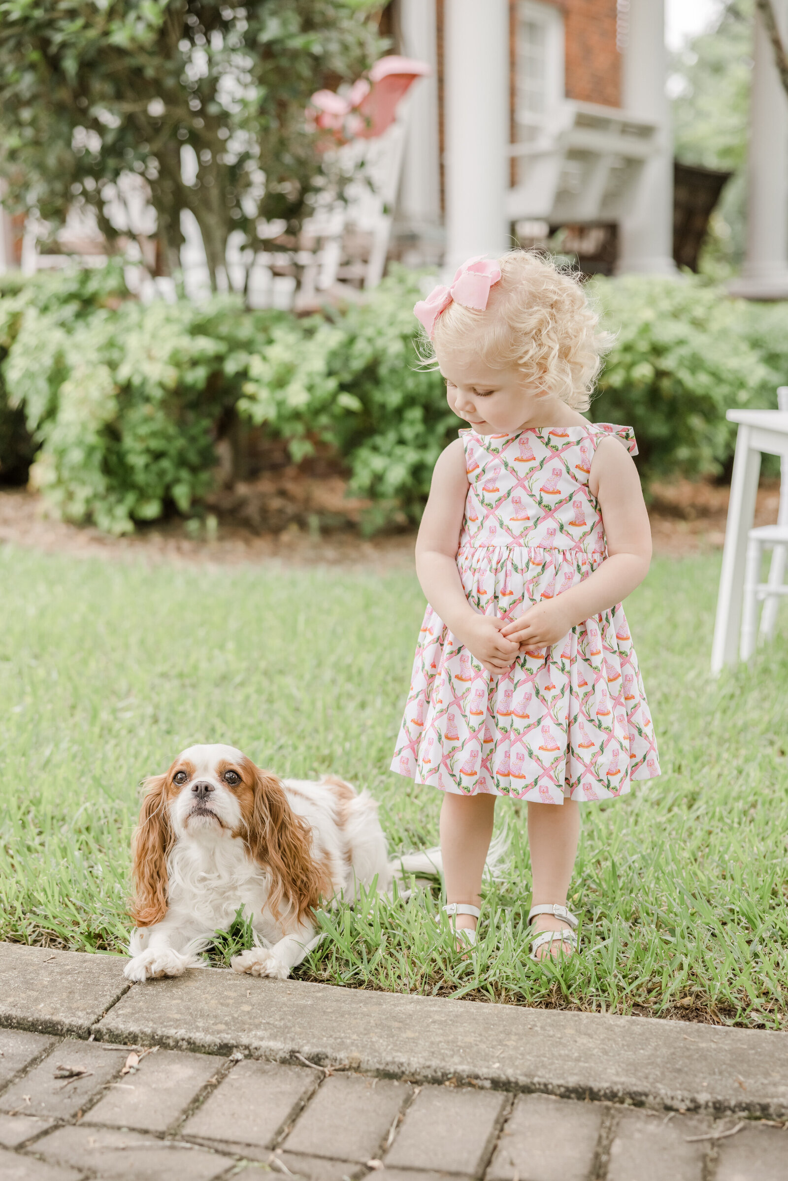 Toddler standing and looking down at her King Charles Cavalier dog in the grass.