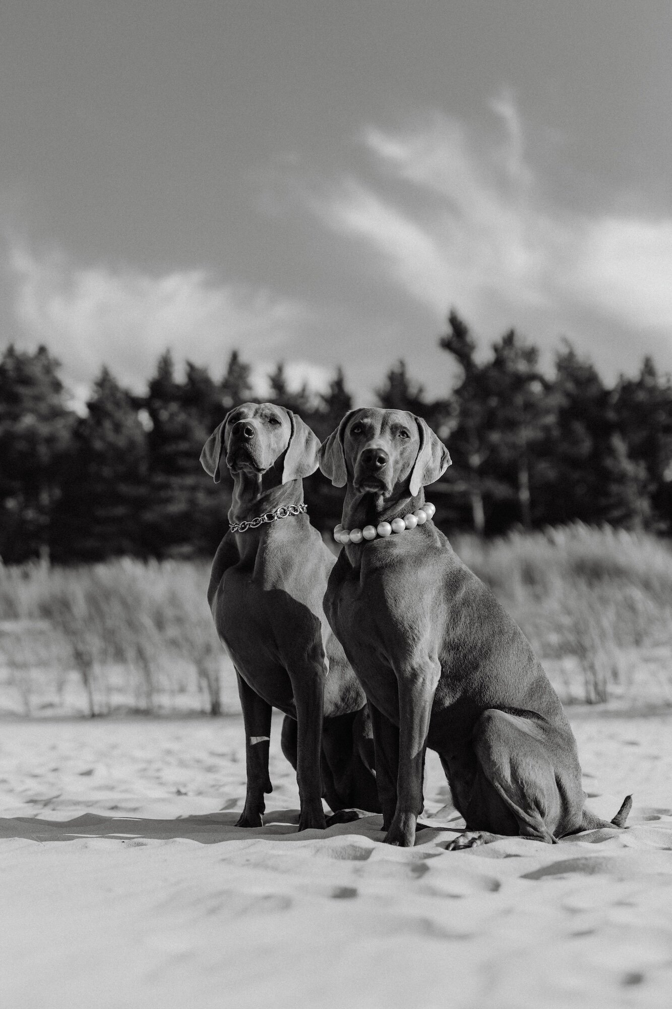 kaboompics_canine-couture-paws-and-style-32975