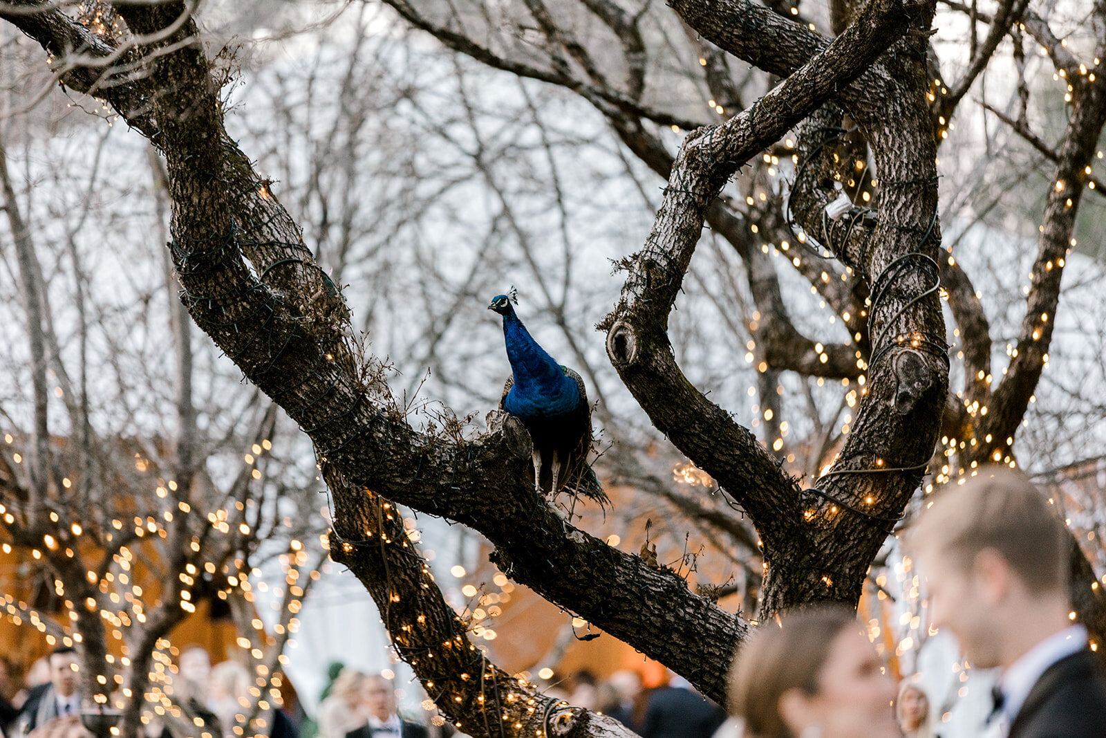 Forever Love Chicago Wedding Photographer-121