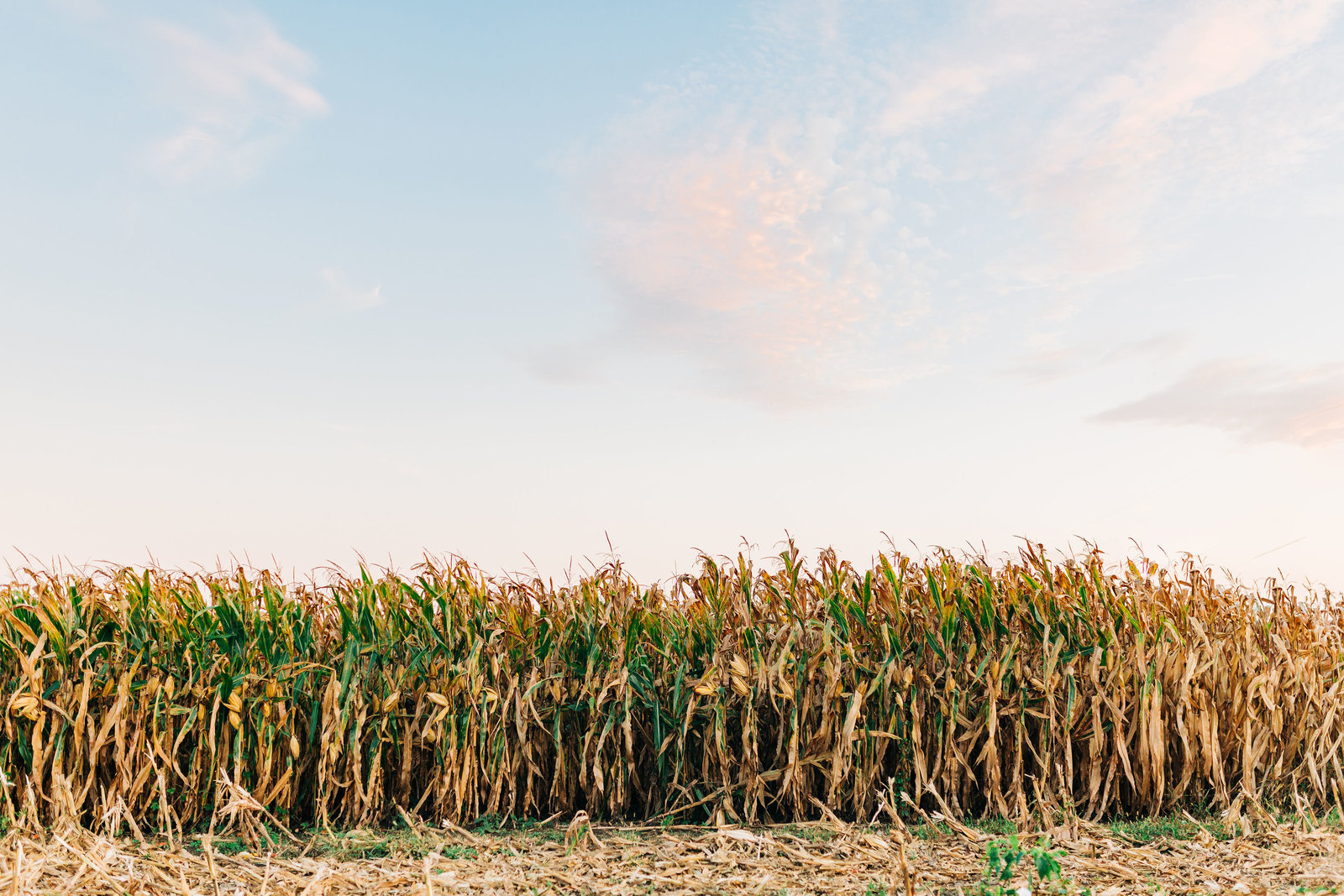 RippyFarms2019-184