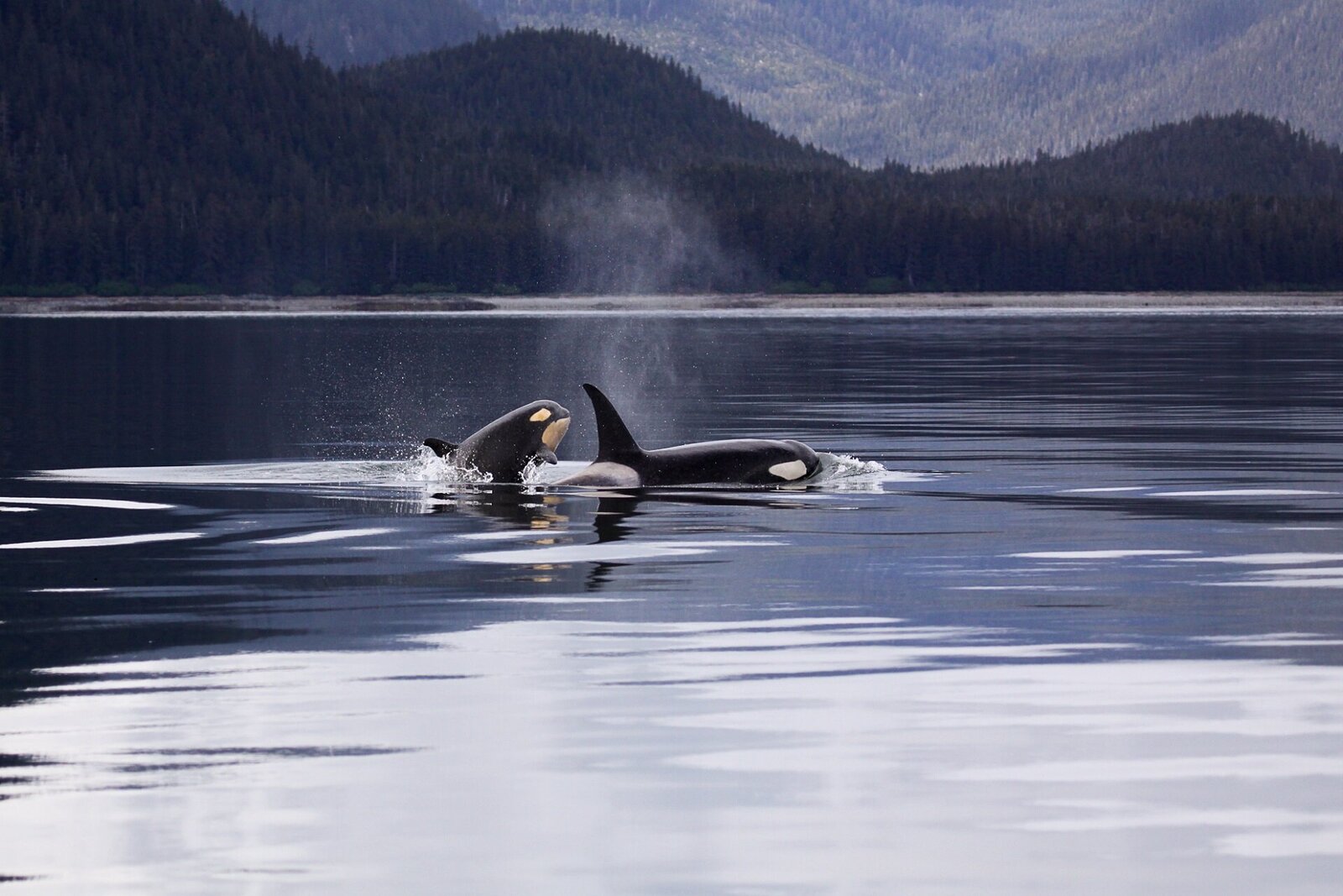 #2 Whale watching in Alaska