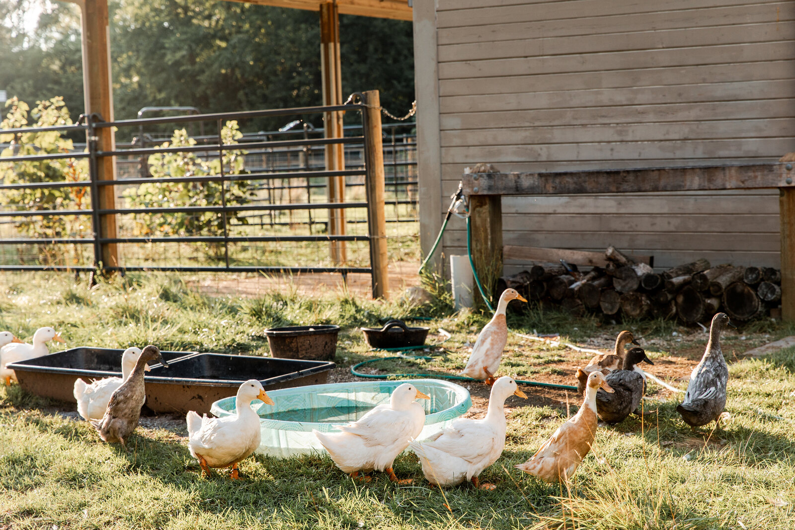 2022.08 Little Ducky Flower Farm-20