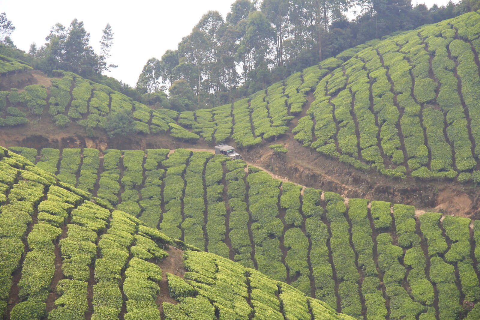 Tea Plantation - Kerala
