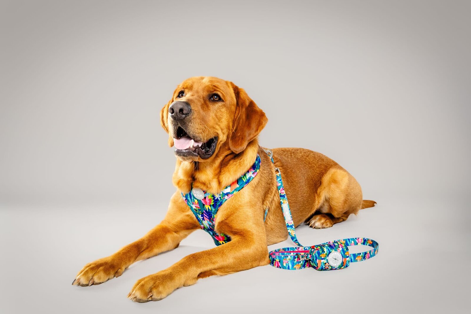 Commercial Pet Product Photography - Boho Pups Campaign - The Beloved Pup Photo Studio 11