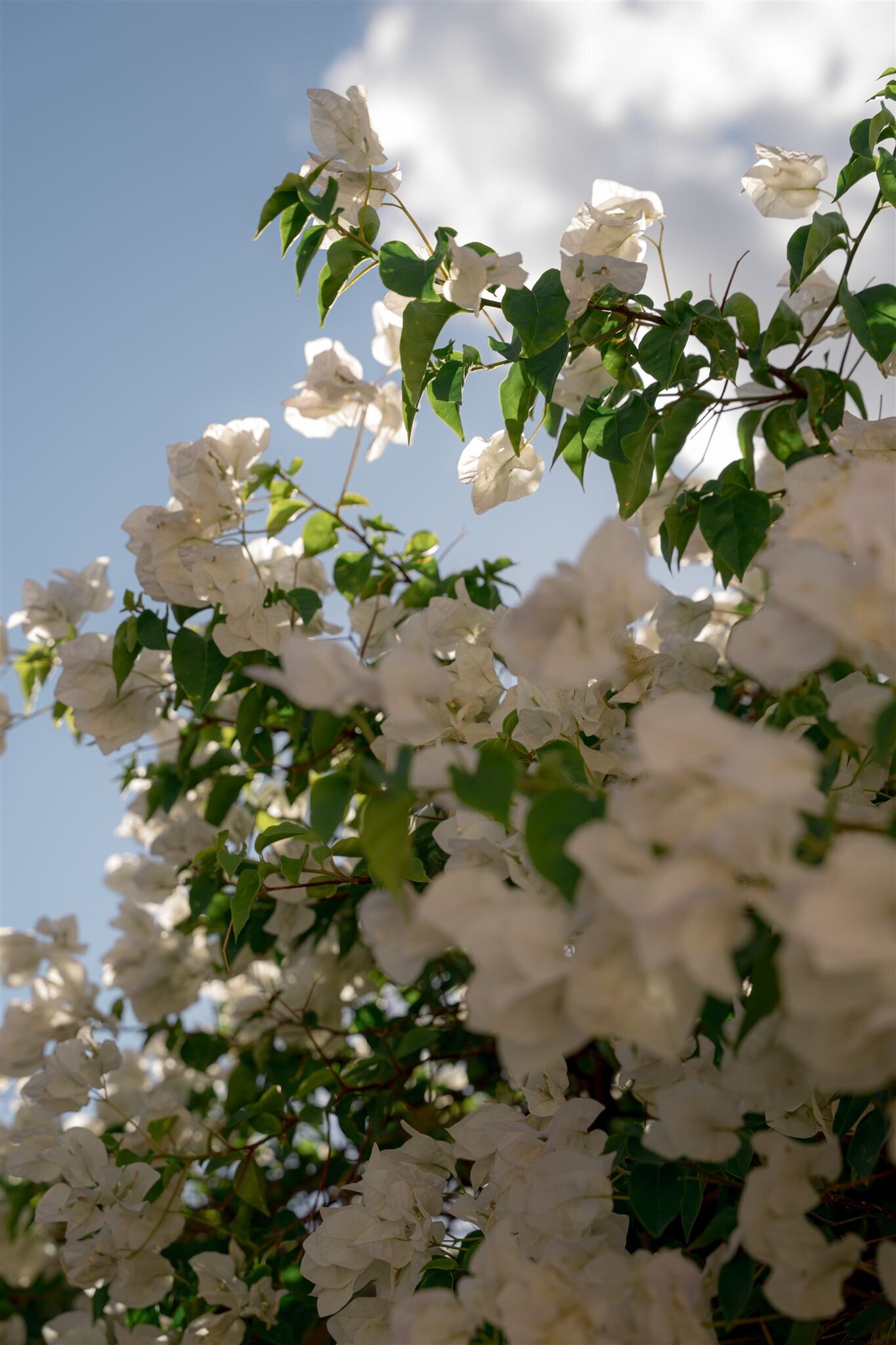 Amanda.Young.Sicily-551_websize