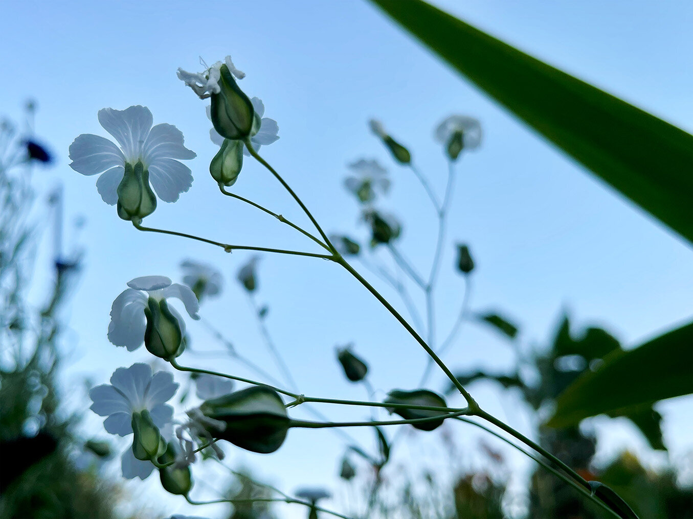 White flowers