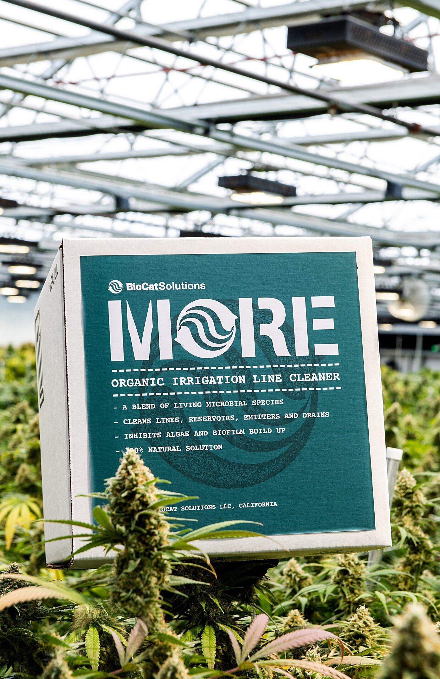 Cort-Mace-Photography-Branding-Grow-With-More-Photography-_0008