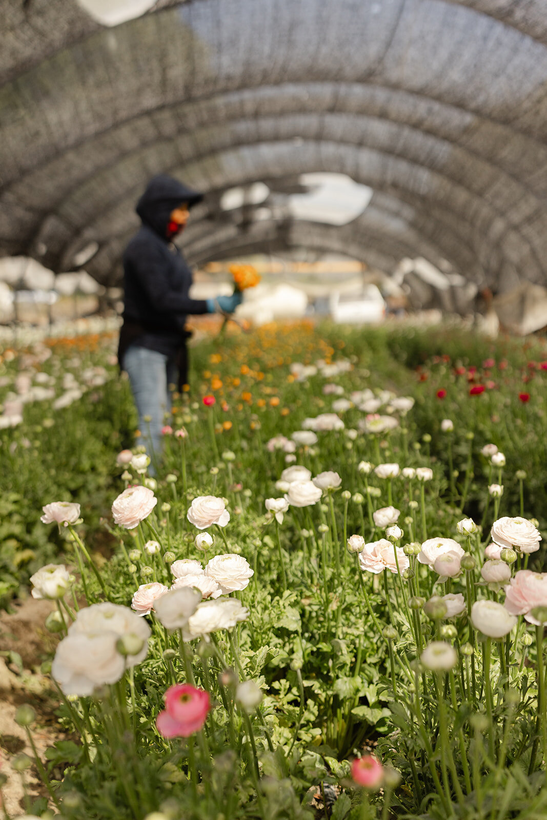 Brookeboroughphotography_faulknerfarmspringmarket-15951