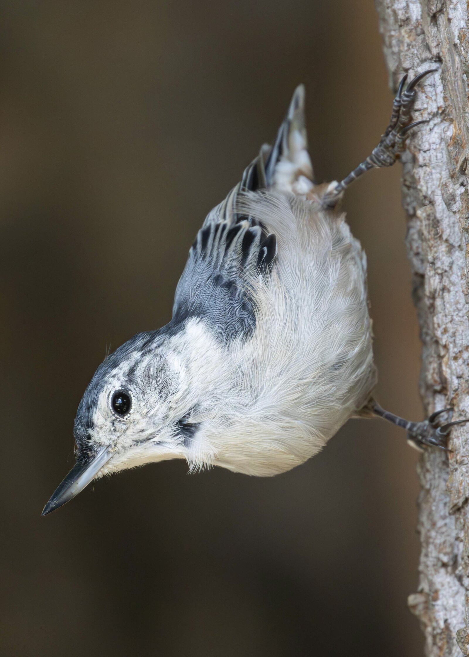Whitebreasted nuthatch_Beastbird Media