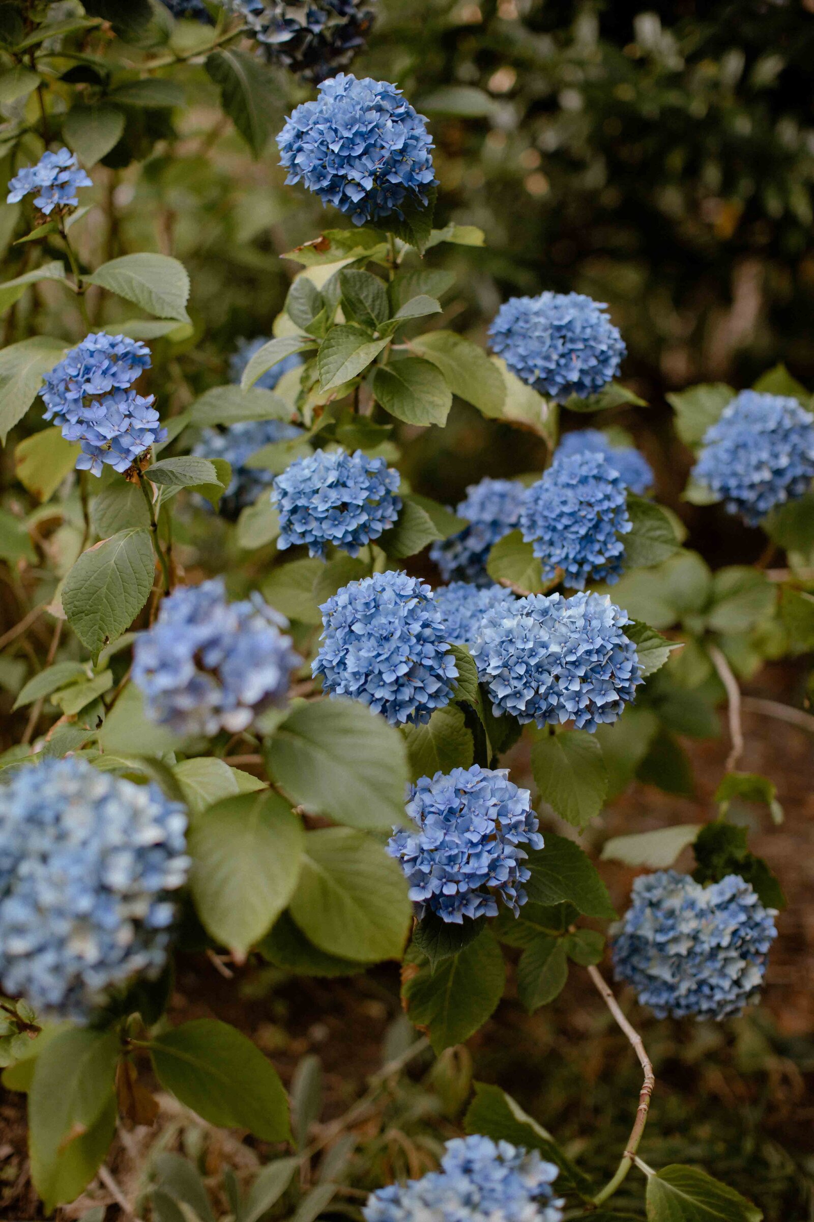 Vancouver-Backyard-Wedding-21