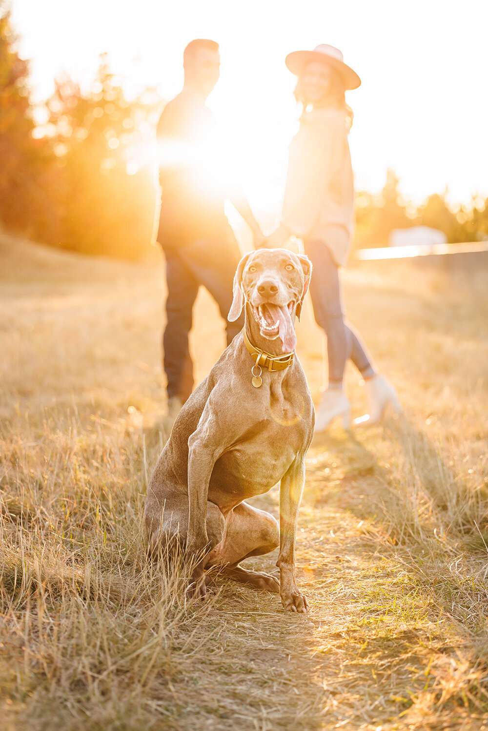 canine_hounds_dog_portraits_sessions_puppy  (4)