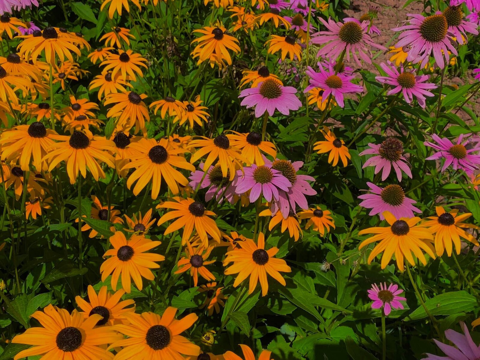 SummerFlowes