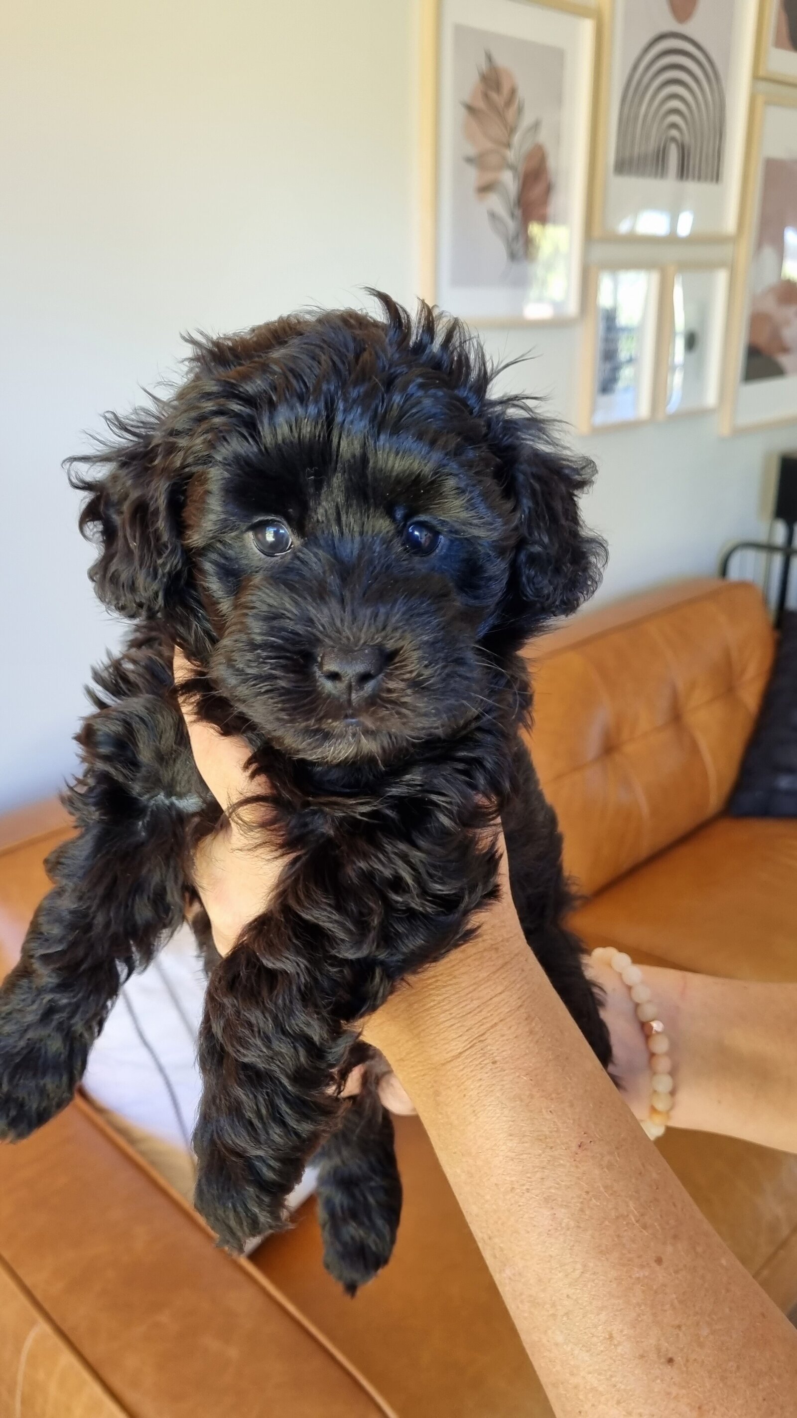 farmstay-dogs-schnoodle-breeders-schnoodle-puppies-nsw51