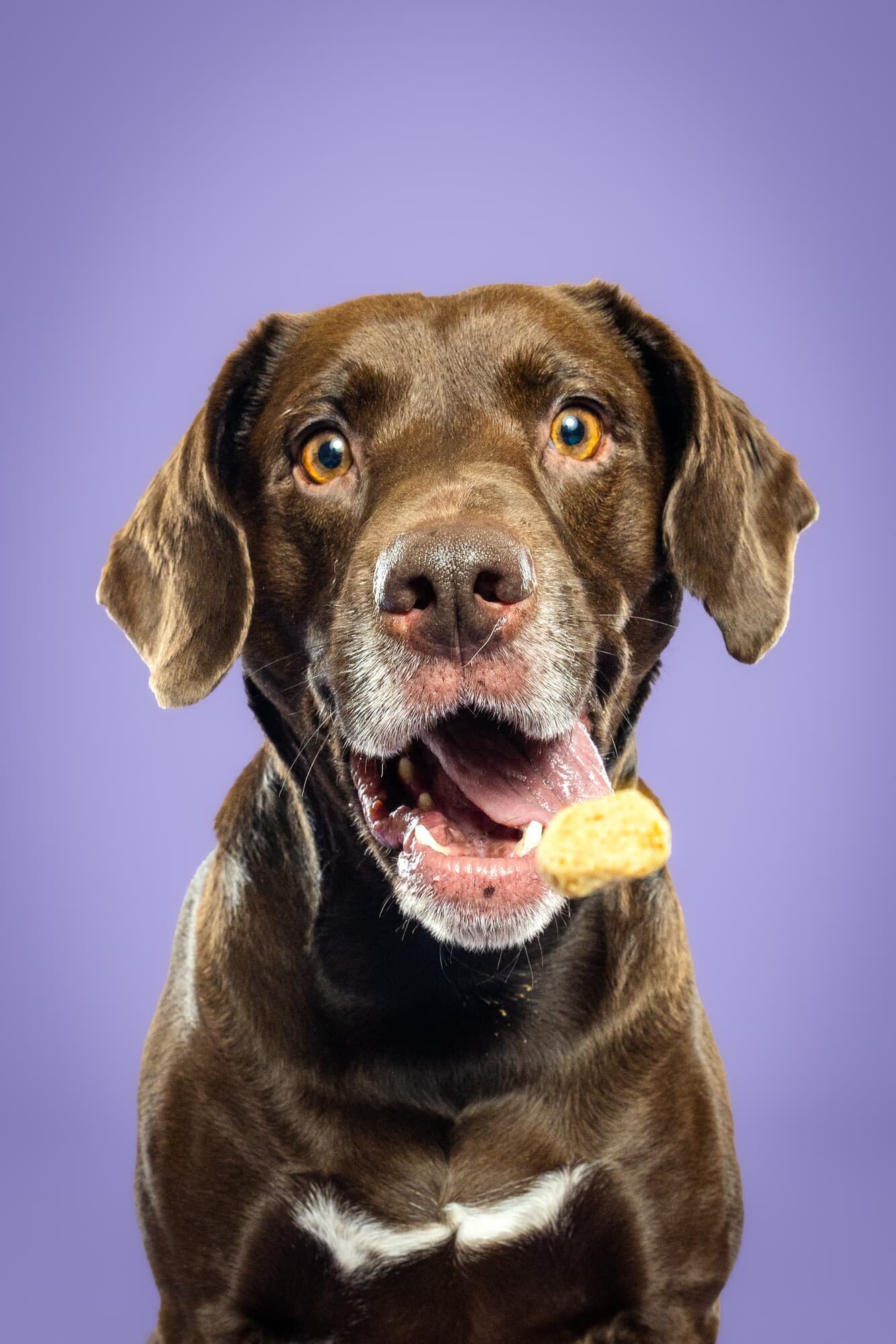 The Beloved Pup Photo Studio - Birmingham, Alabama Dog and Pet Photographer Portfolio 37
