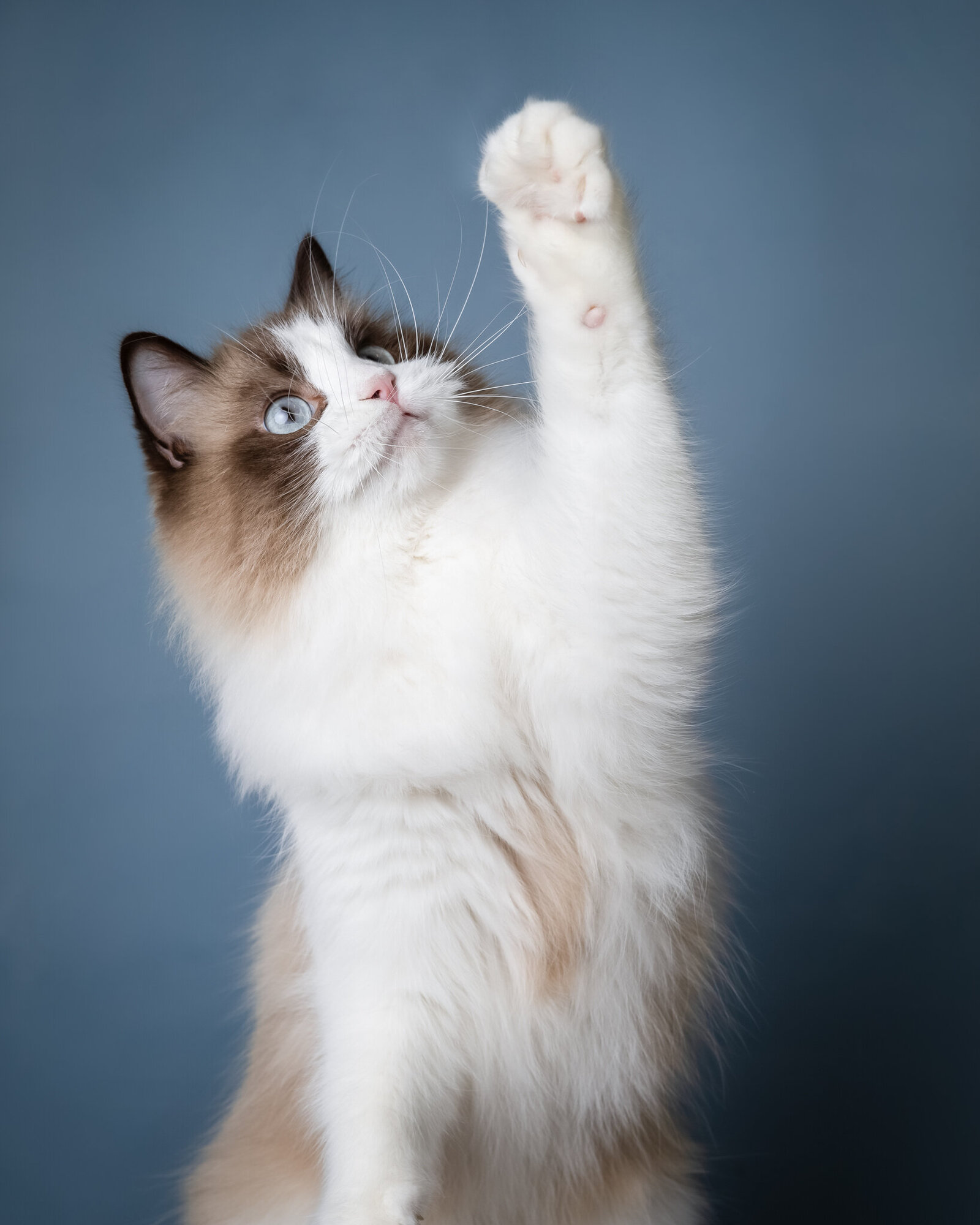 Katten fotografie-3
