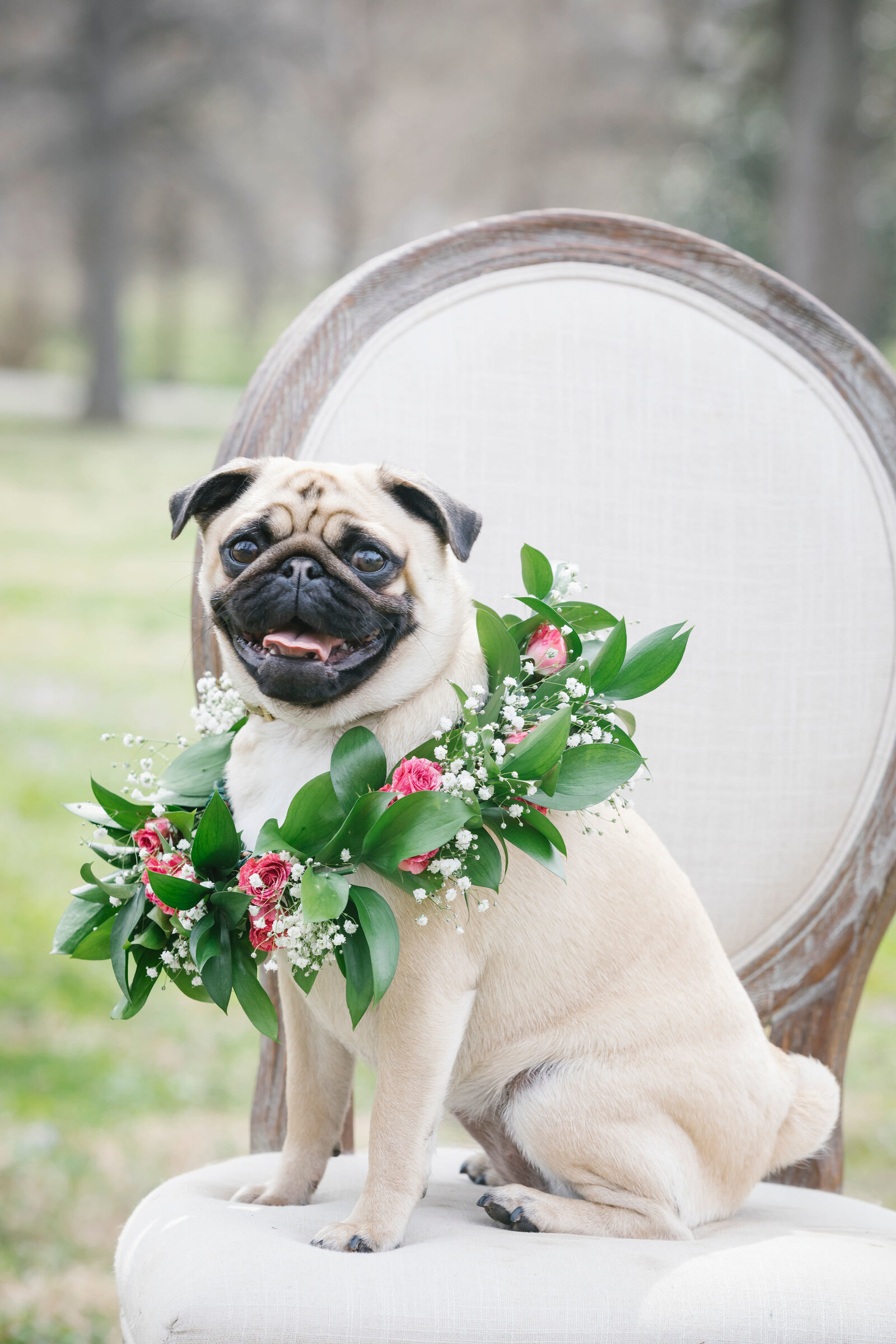 stl_dog_moms_spring_mini_sessions_alfermann-2