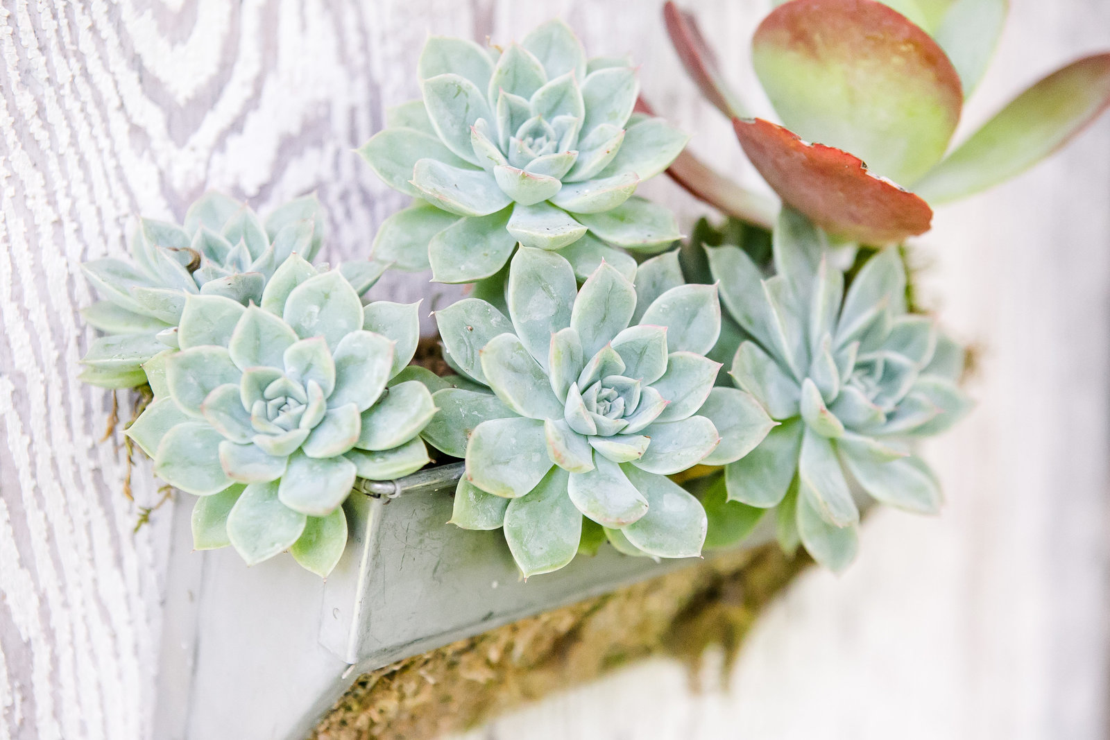 Austin Family Photographer, Tiffany Chapman Photography succulent at wedding photo