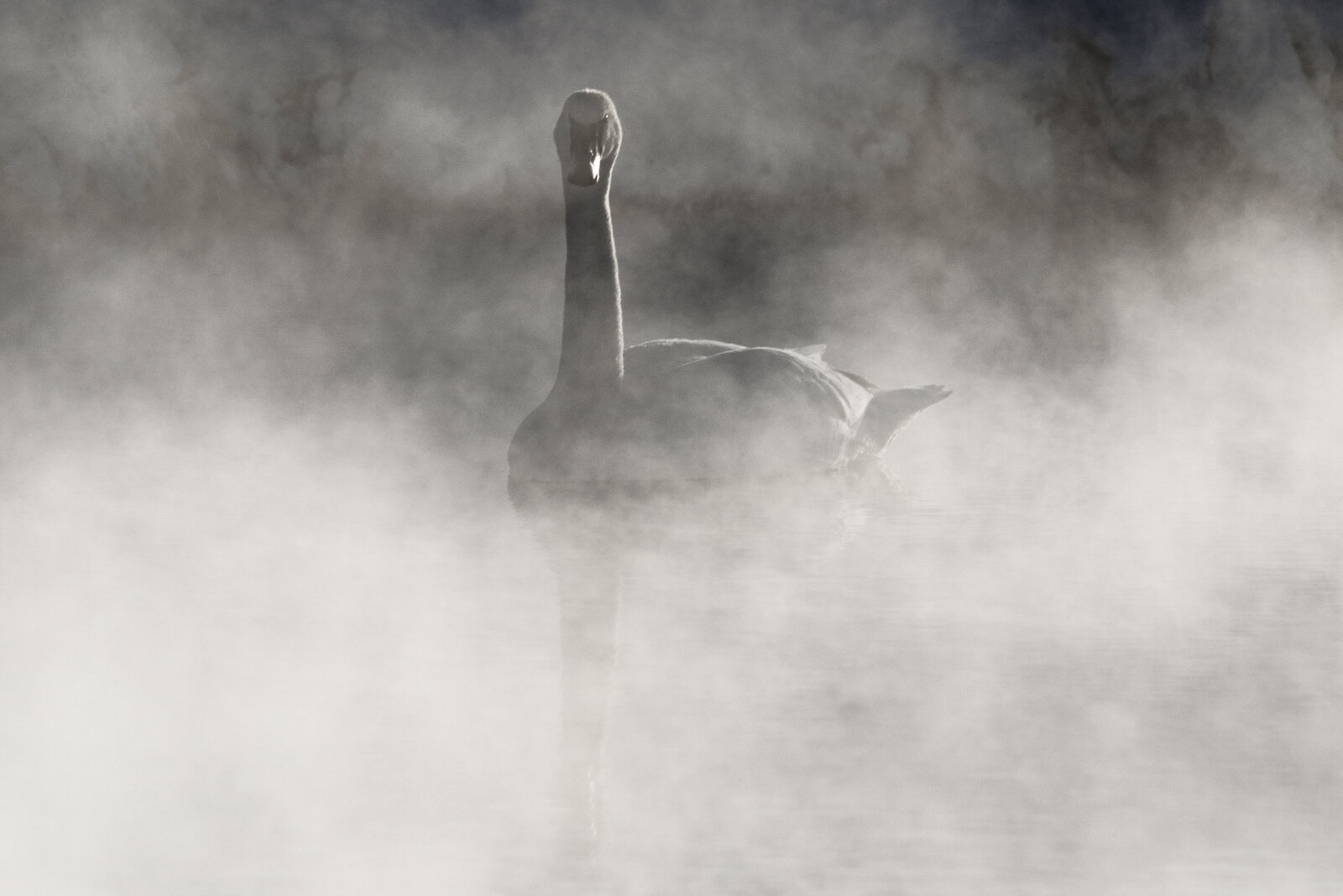 2019-02-18-275A0655-swan-gtnp-bw