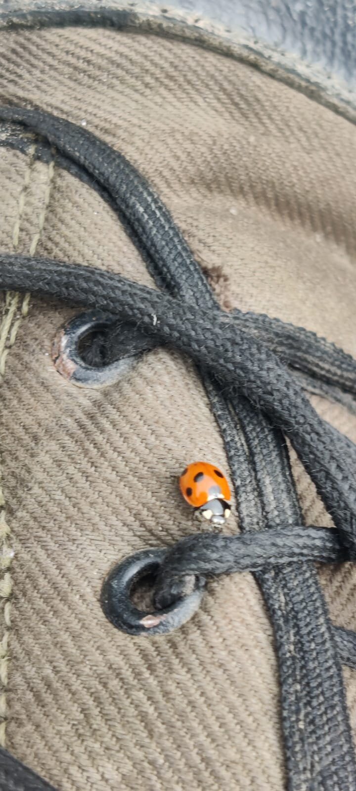Ladybug on a shoe - India