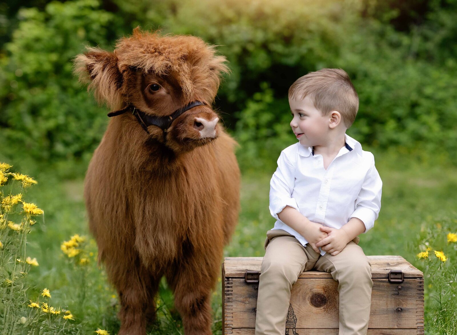 Toddler boy sitting on crate and smiling at baby cow. Baby cow minis photographed by Atlanta photographer.