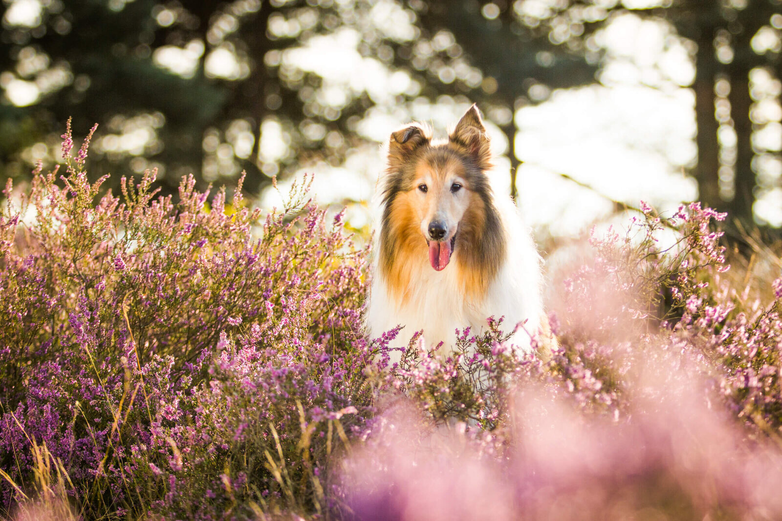017-20140827-Pretty-Paws-honden-fotografie-Noord-Brabant-Schotse-collie-HR