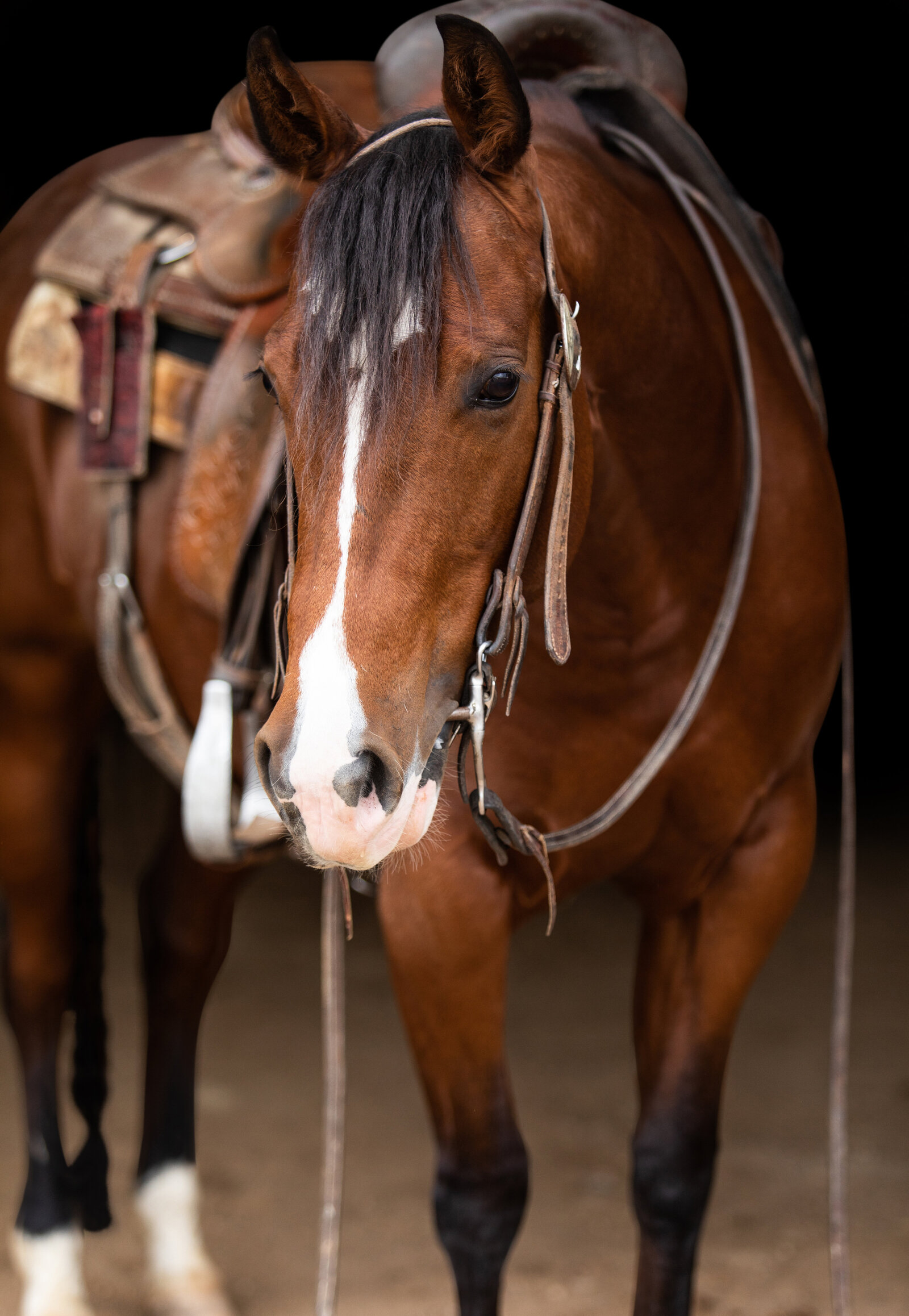 performance horse head shot