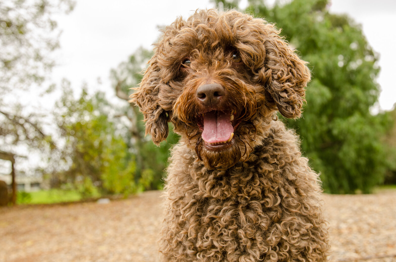 Chocolate Labradoodle-3