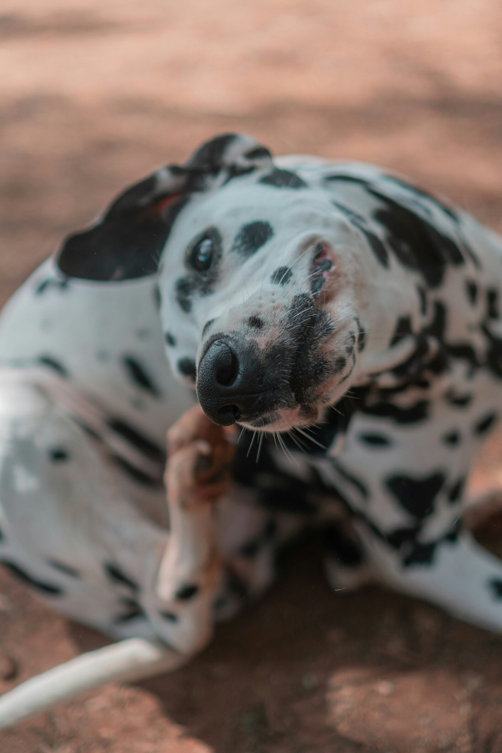 rodrigo-rodrigues-wolf-r-t-FnHGZGtbM8U-unsplash
