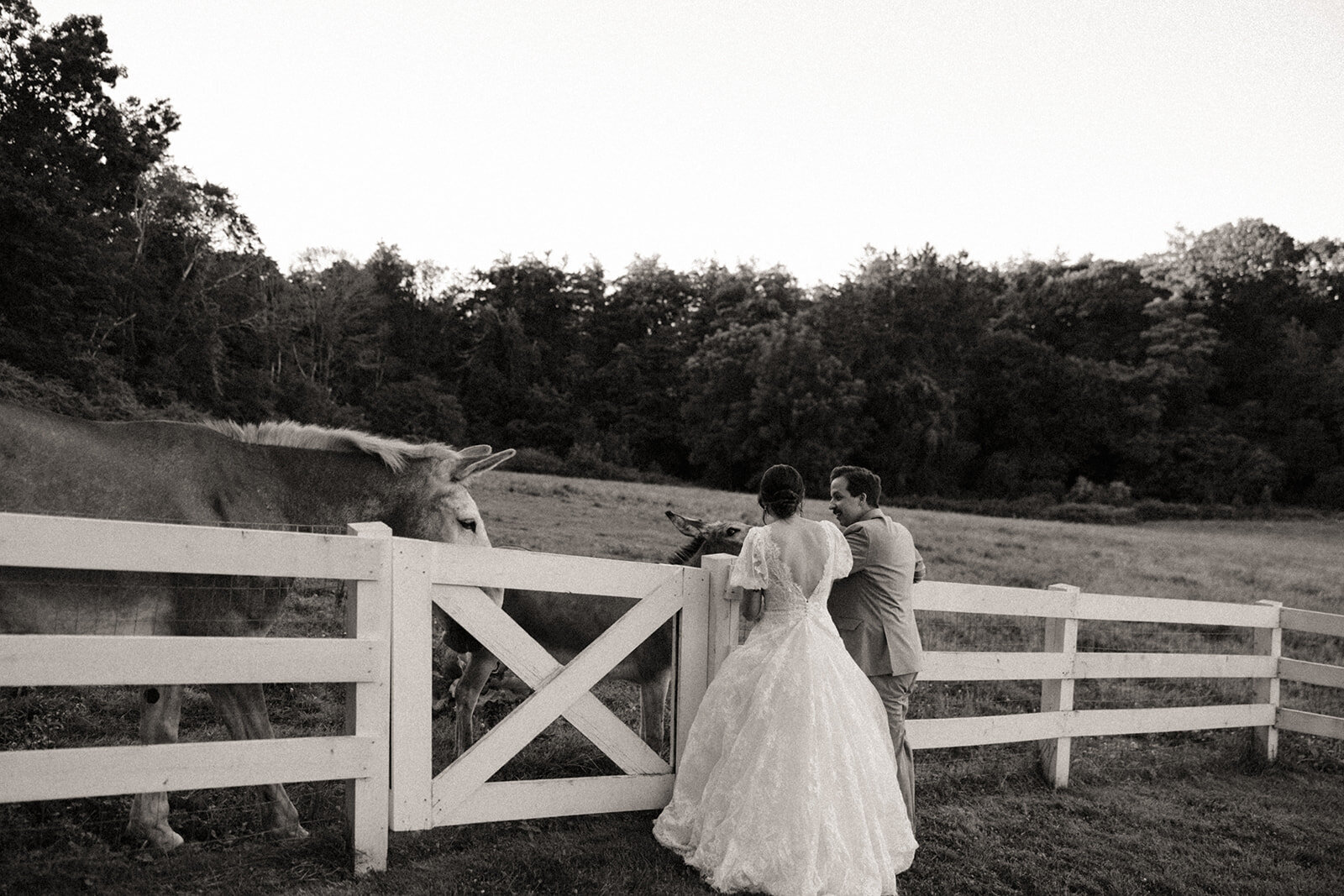 Donkeys at Pierce Farm at Witch Hill Wedding | Topsfield, MA Wedding Venue | Sydney Kerbyson Photography