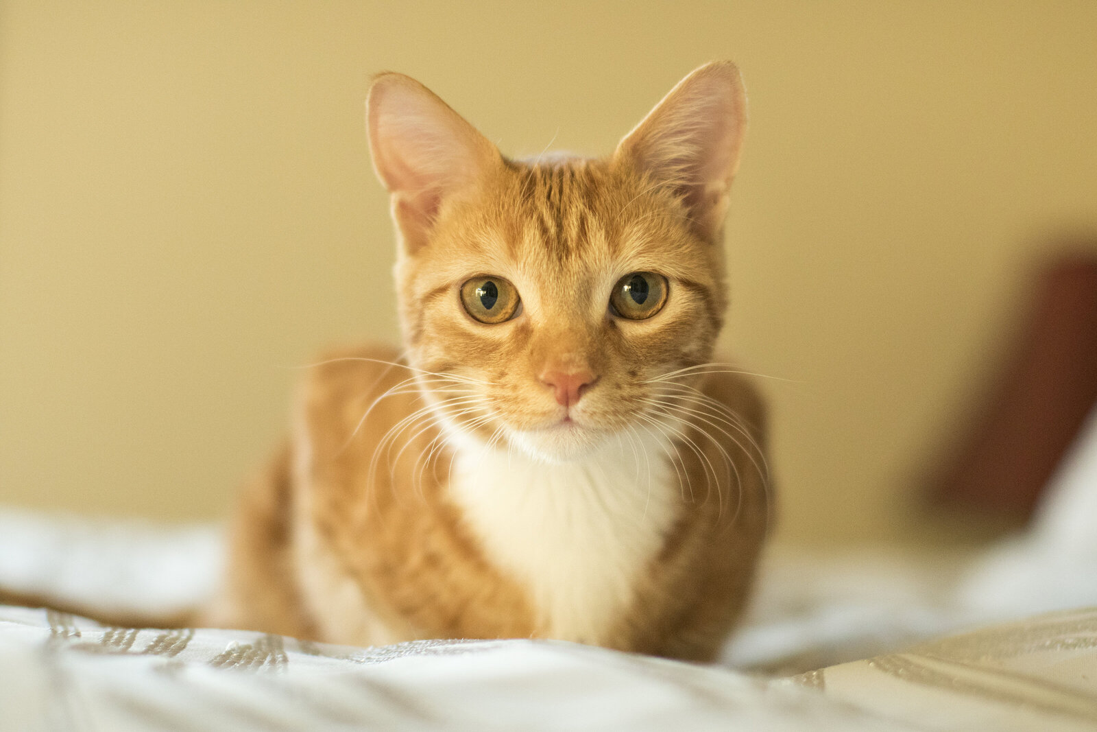 cat_photos_san_diego