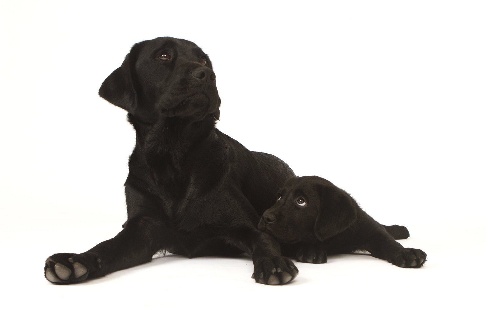 best studio pet photographer