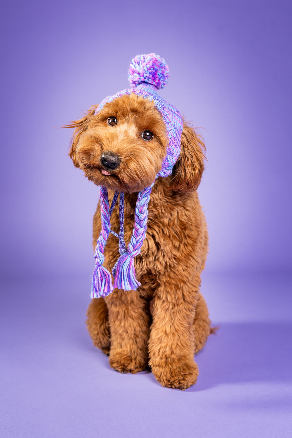 001_20250214_Pretty_Paws_Hondenfotografie_Labradoodle_Bowie