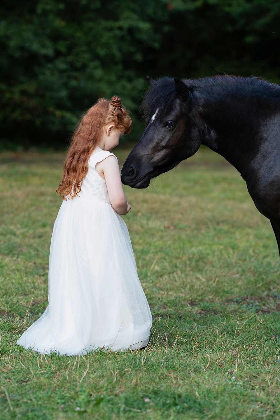 Horse_photographer_isle_of_wight