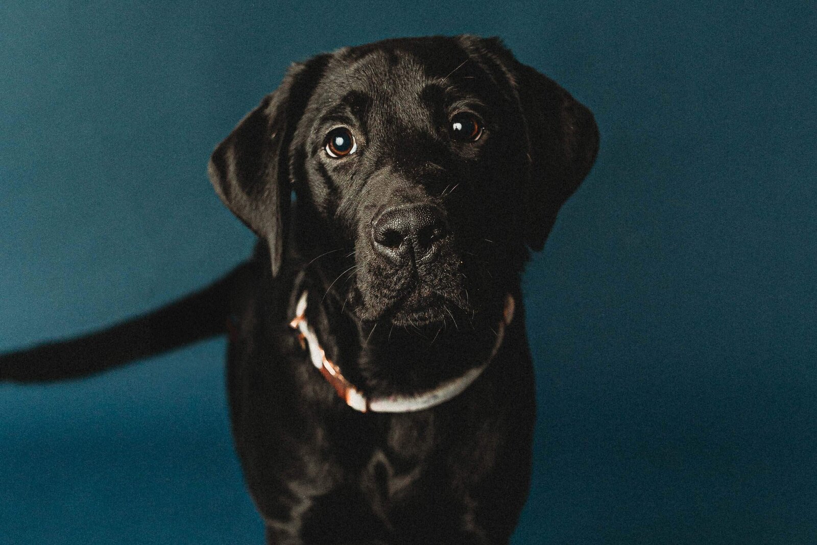 harrisburg-dog-photographer_5105-2-Edit