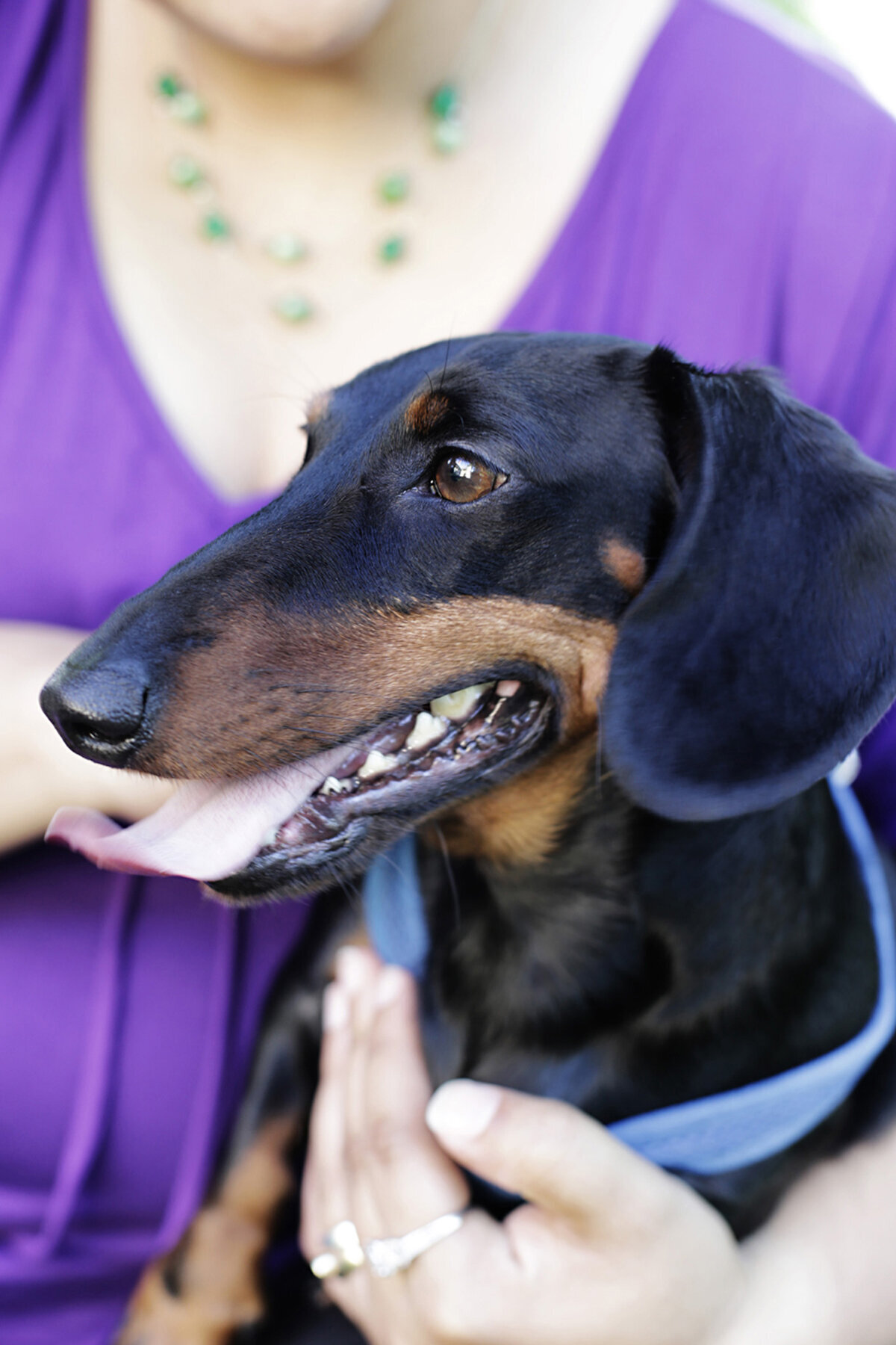 Dachshund-photo-love-outdoor-photo-shoot-PVIC-FL-Peaches-&-Teddy-Pet-Photography.jpg.