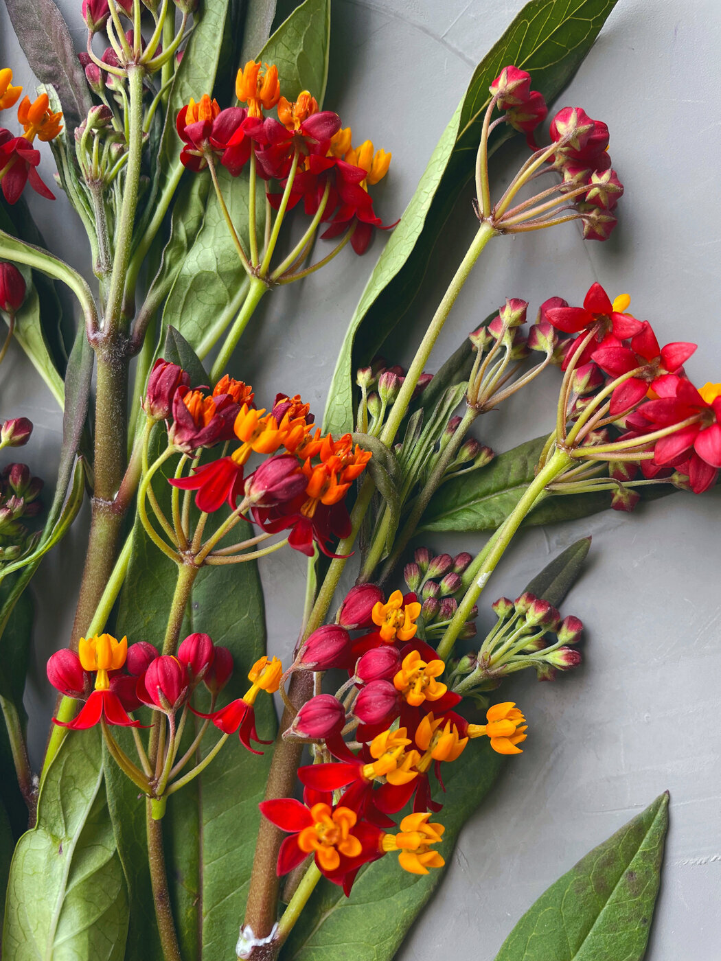 Asclepias-Sweet-Peas-Flower-Farm-06