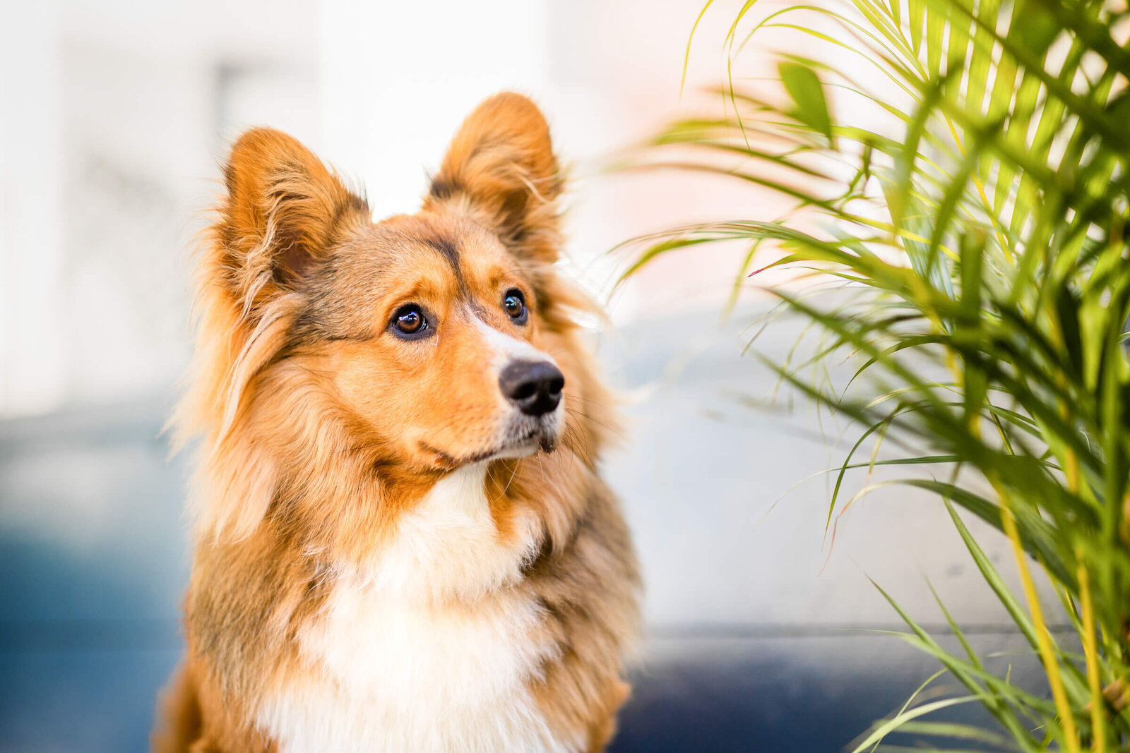 Pretty_paws_honden_fotografie_fotograaf_Den_Bosch_noord_brabant_welsh_corgi