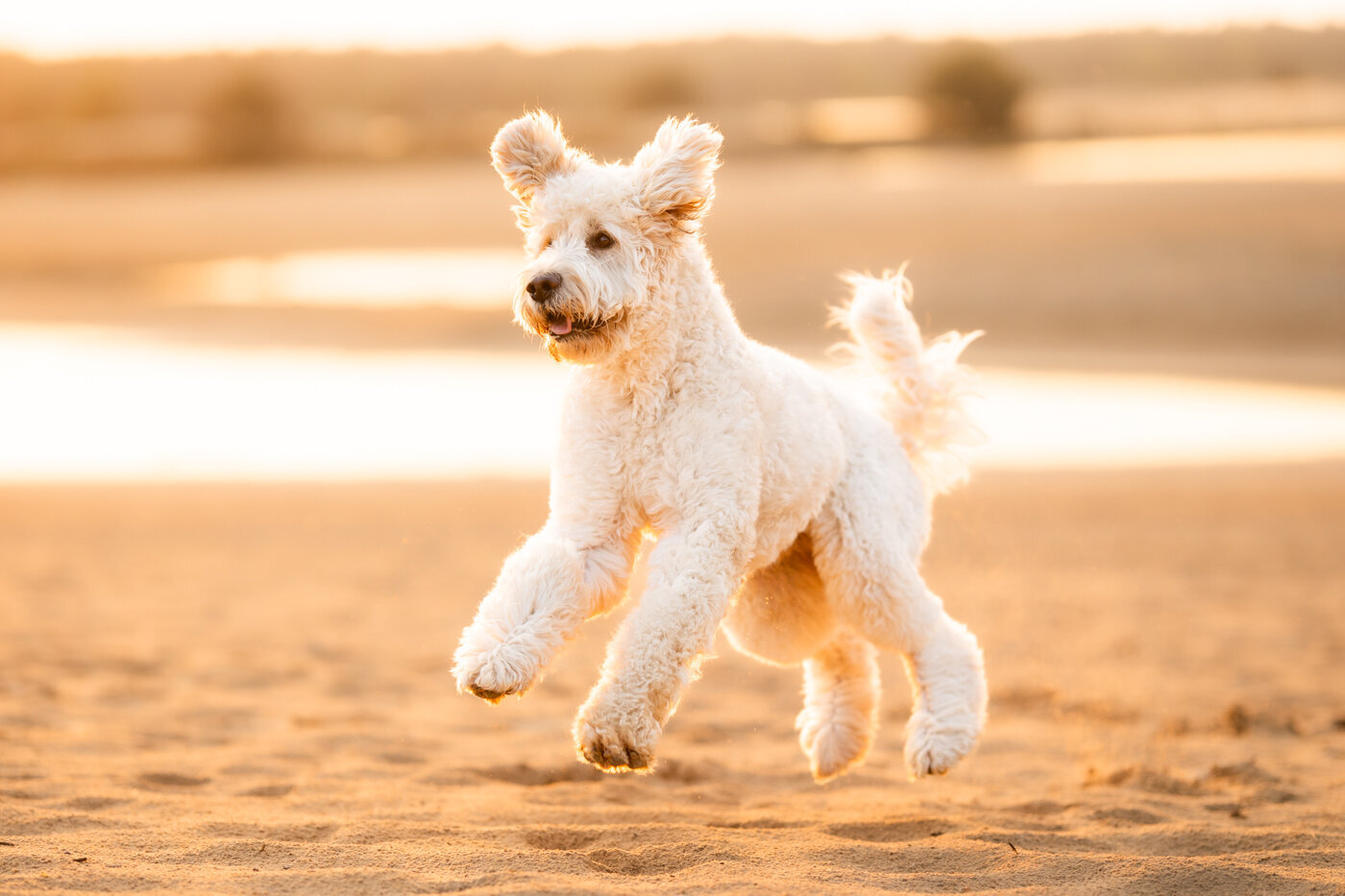 009_20240520_Pretty_Paws_honden_fotografie_Otis_LR