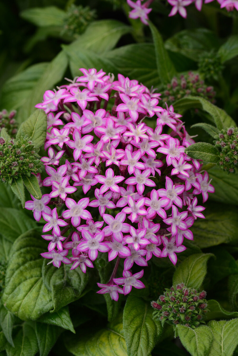 Pentas-Glitterati-Purple-Star