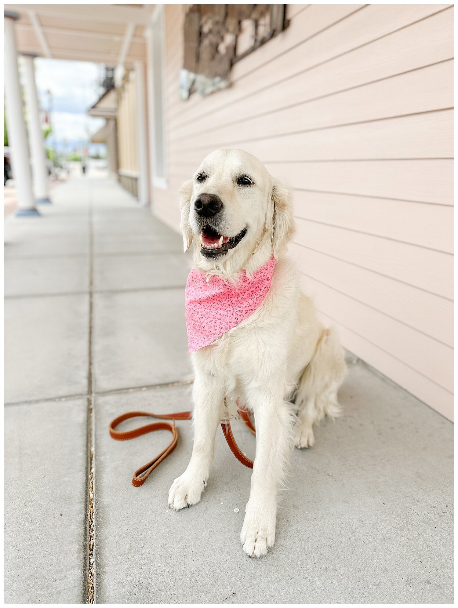 Diary of a Retriever_1106