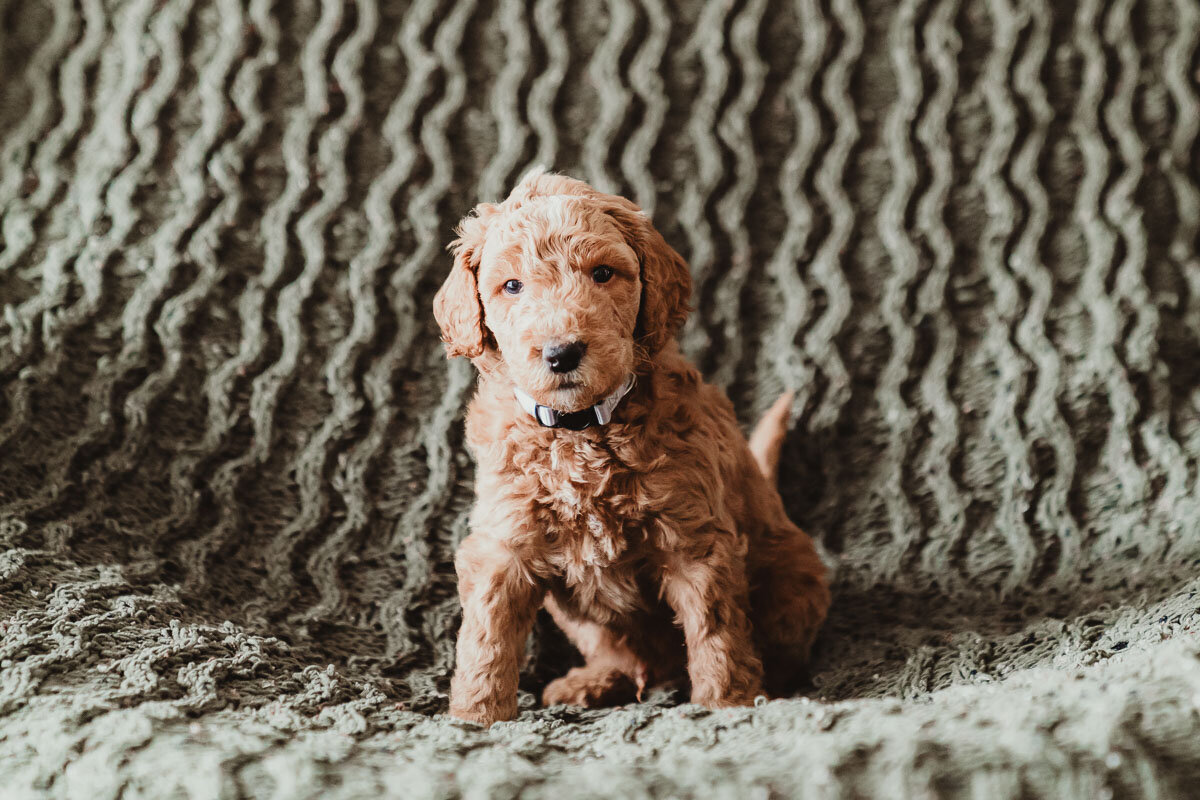 Red Apricot Abstract Poodle Puppy-3