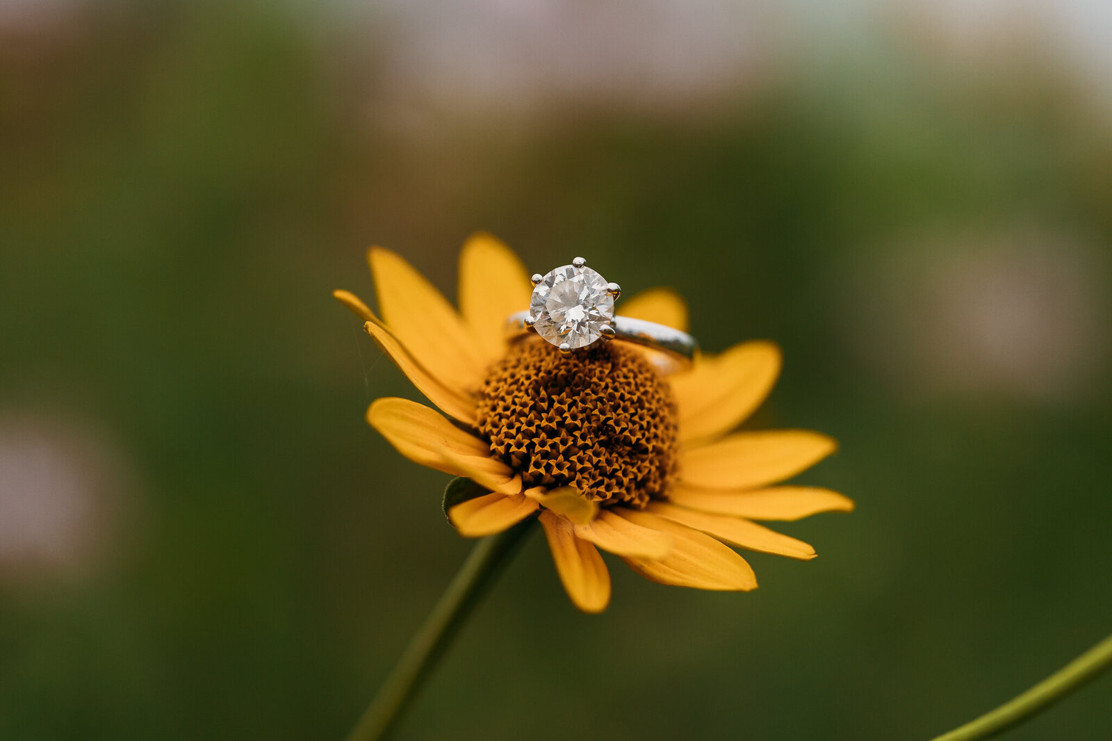 ROMEO_AND_LEONARD_MICHIGAN_ENGAGEMENT_PHOTOGRAPHER_COURTNEY_LUSHAJ_PHOTOGRAPHY_35