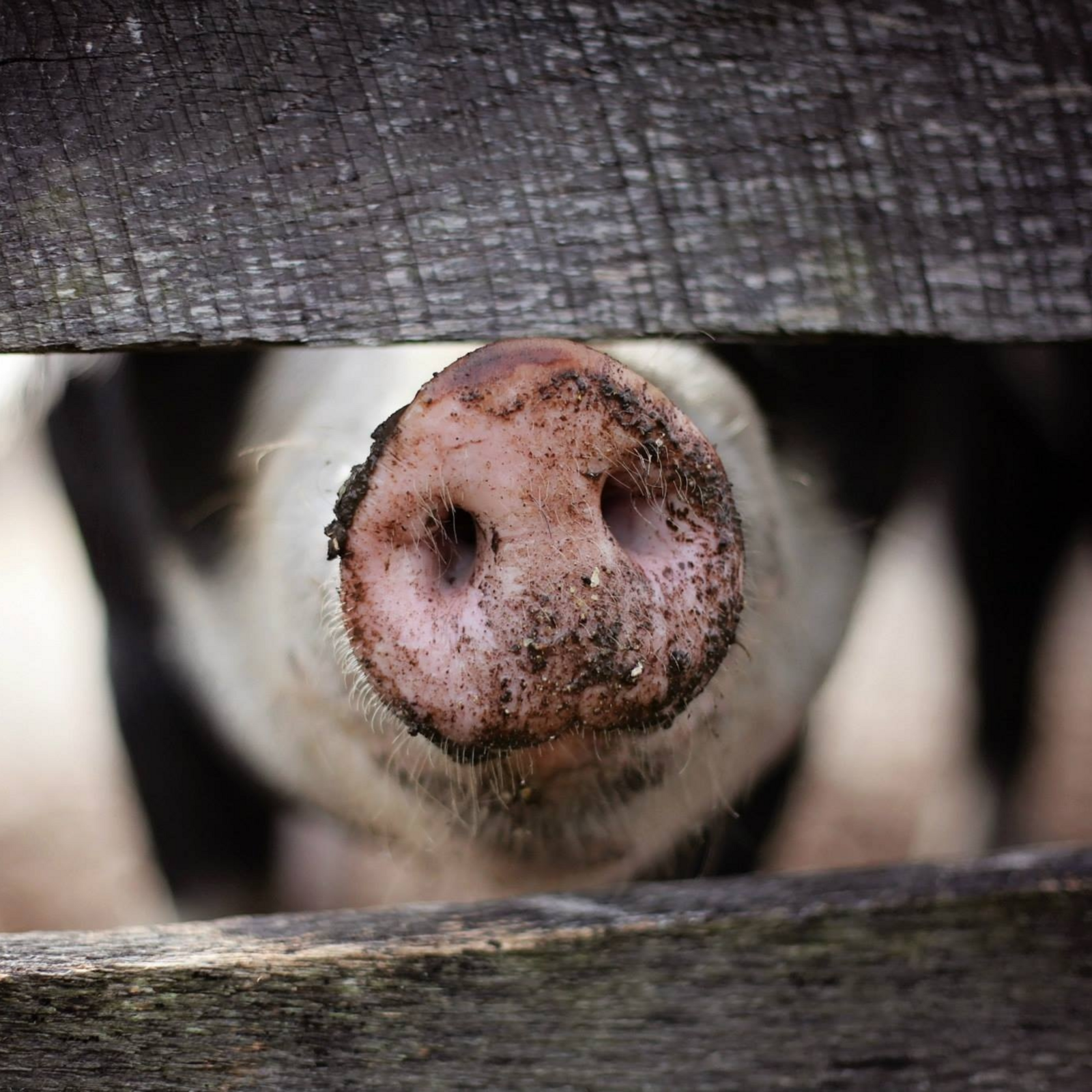 PIG NOSE