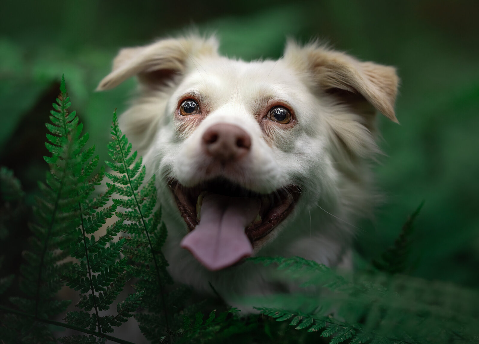 Pets-through-the-Lens-Photography-Vancouver- Photoshoot