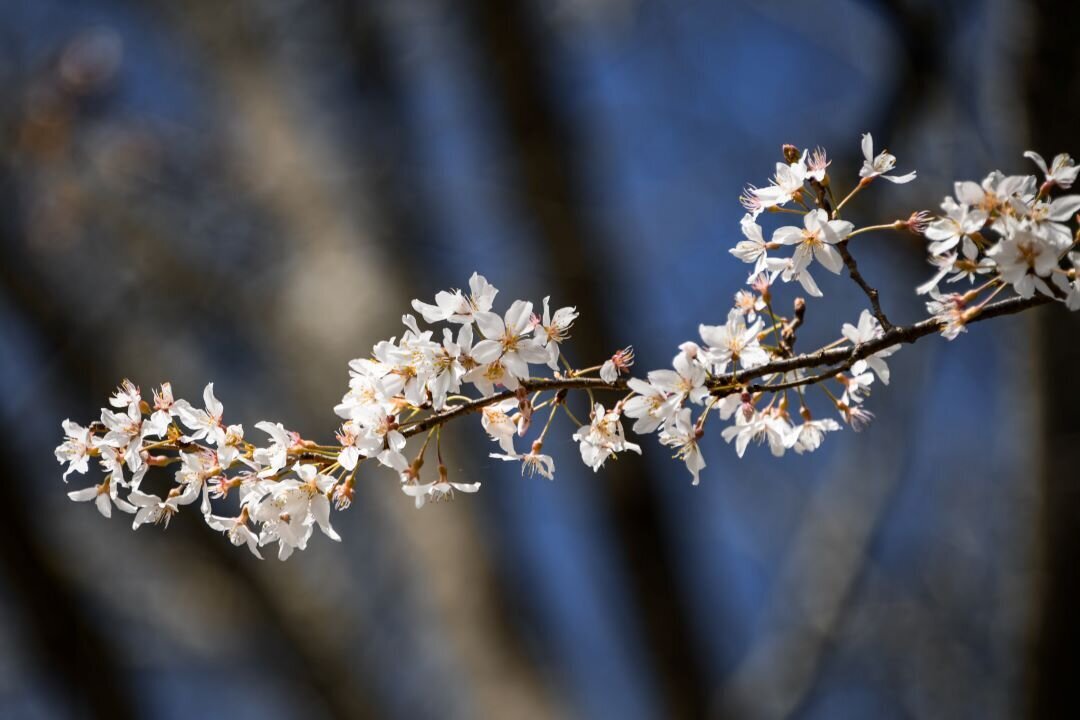 Bradford Pear Sevierville TN