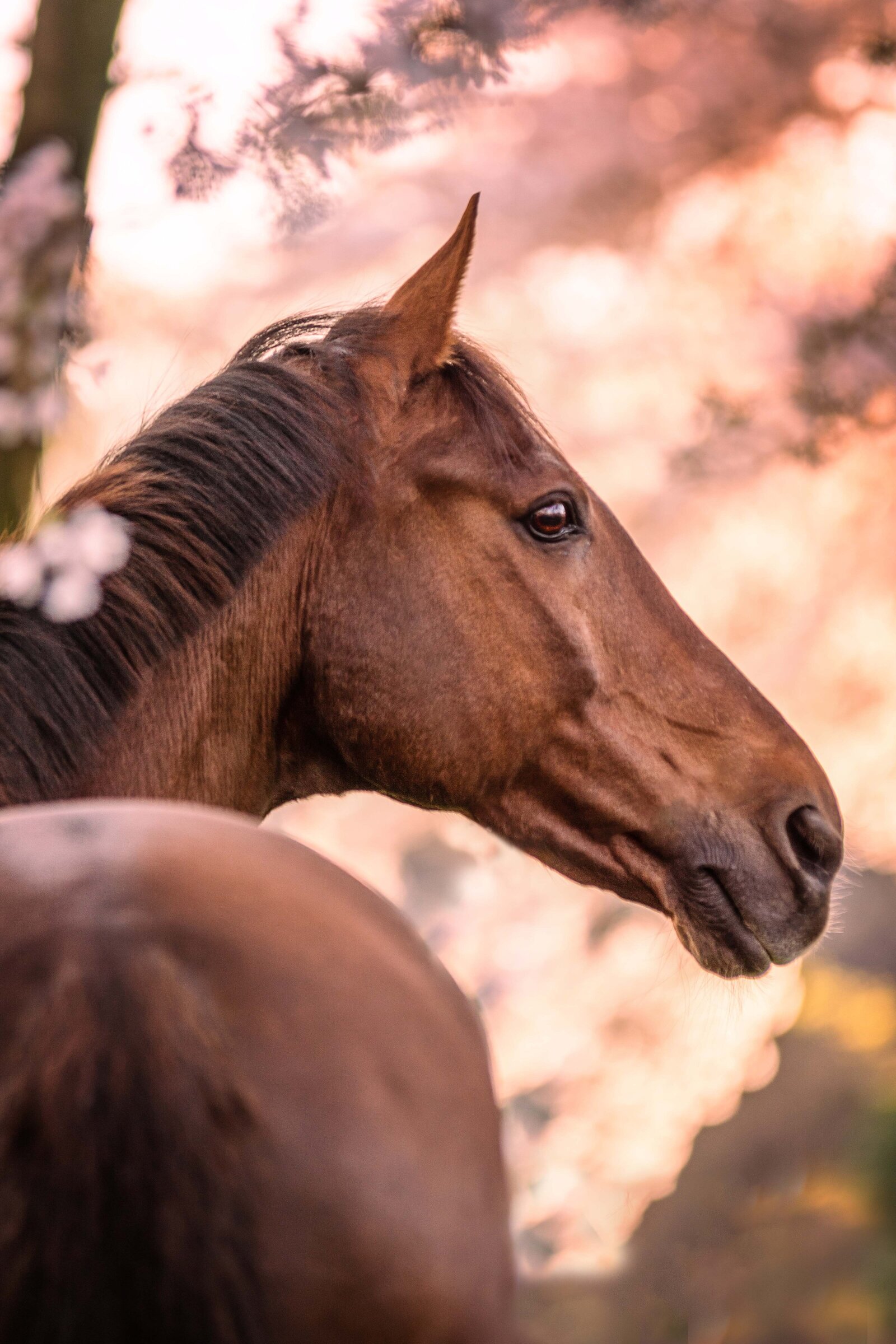 Bloesemfoto door Cheyenne Vlottes (1)