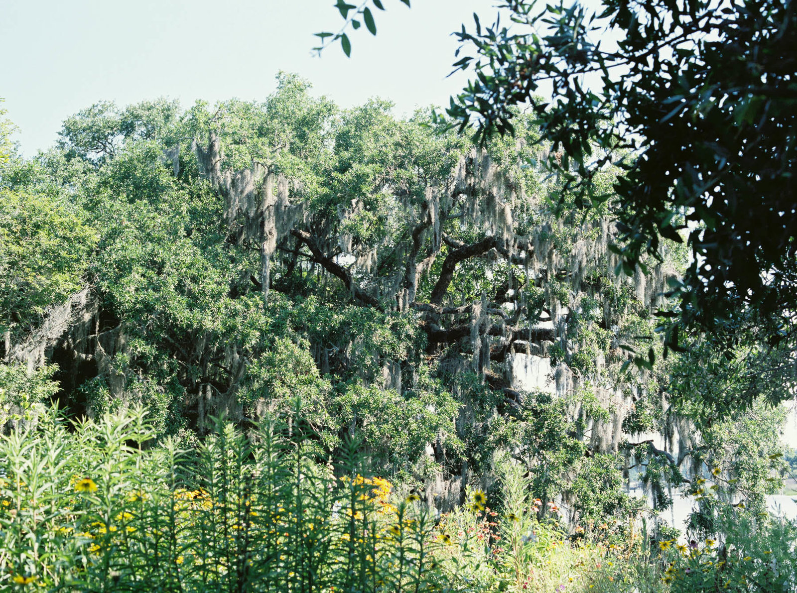 oak tree, Magnolia Plantation, Charleston, SC