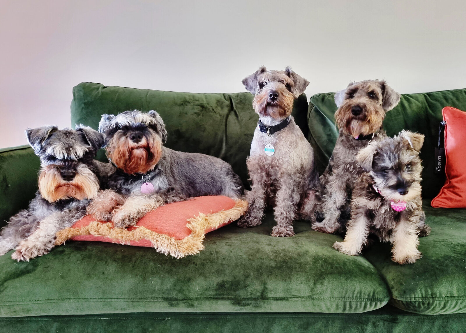 farmstay-dogs-schnoodle-breeders-schnoodle-puppies-nsw23