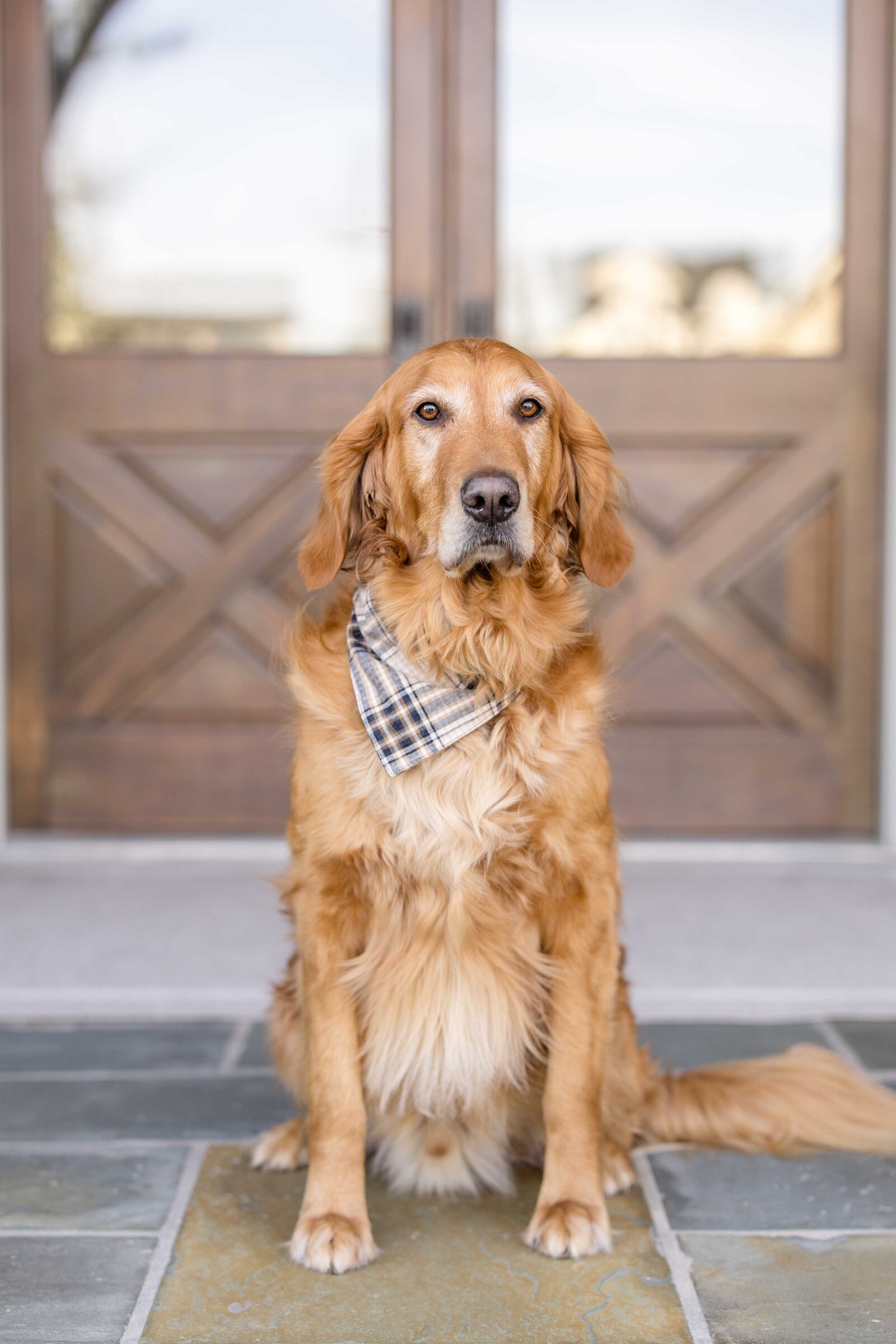 The Beloved Pup Photo Studio - Birmingham, Alabama Commercial Dog Photographer 43