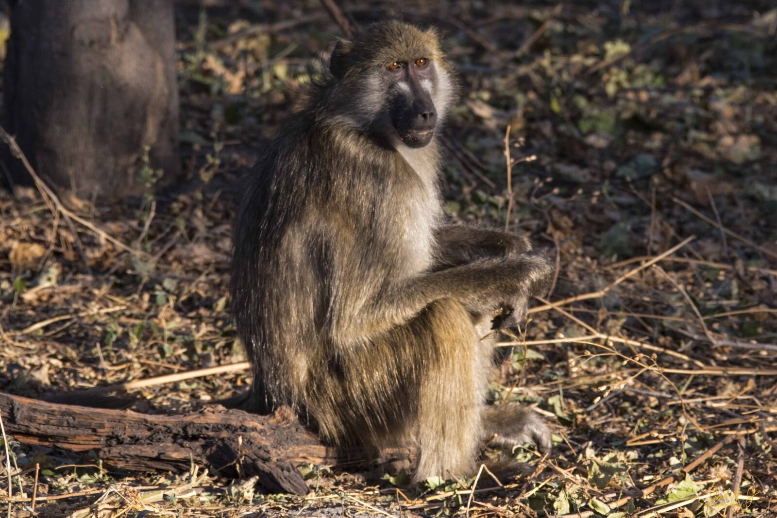 2017 Baboon (1)